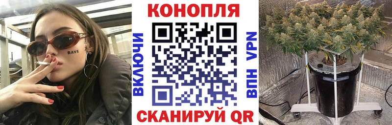 Шишки марихуана планчик  как найти наркотики  сайты даркнета как зайти  Монино 